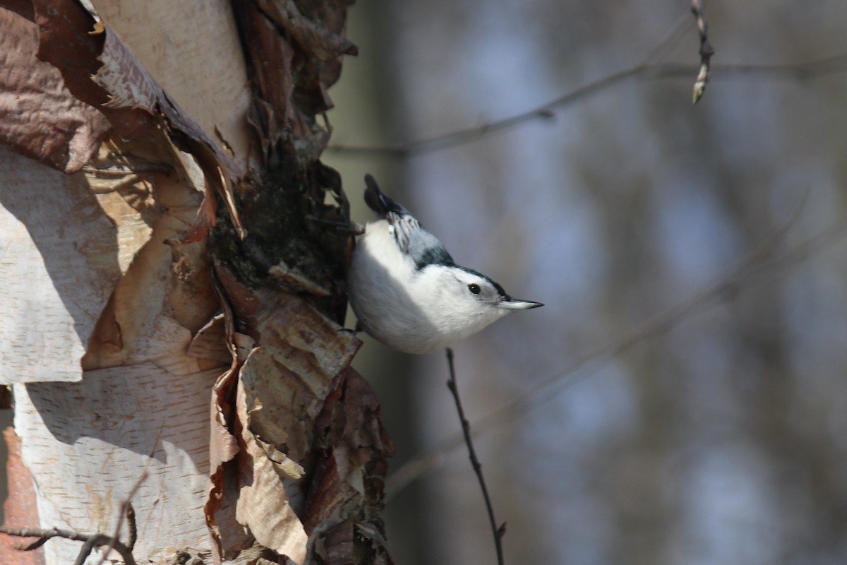 White-breasted Nuthatch - ML615182688