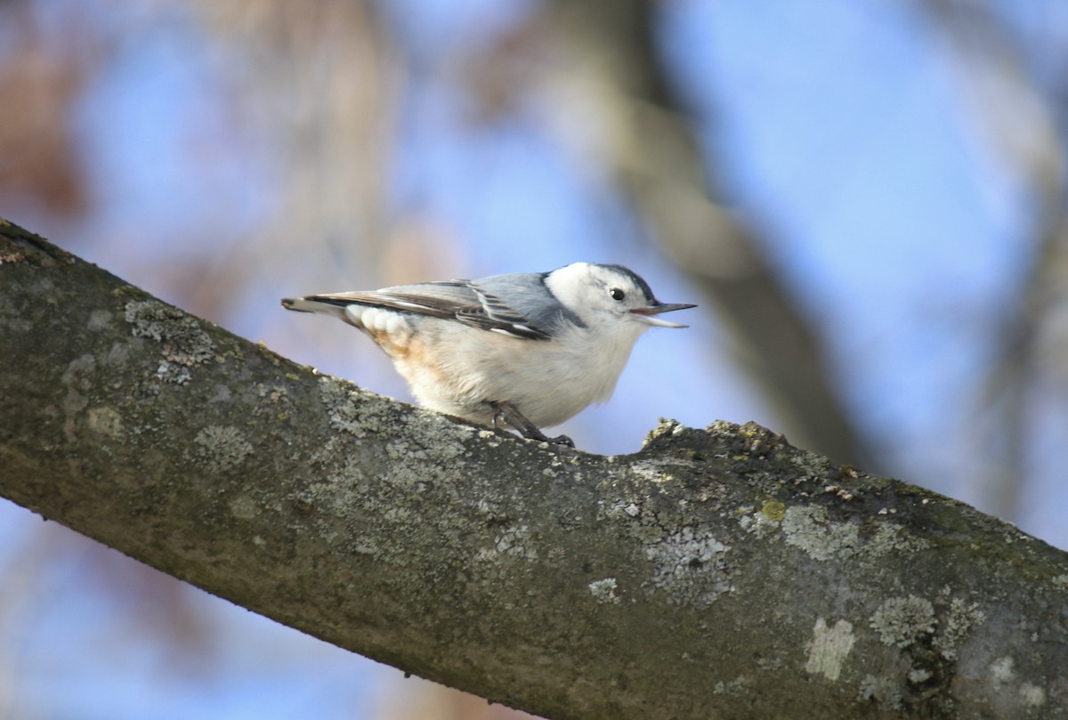 White-breasted Nuthatch - ML615182694