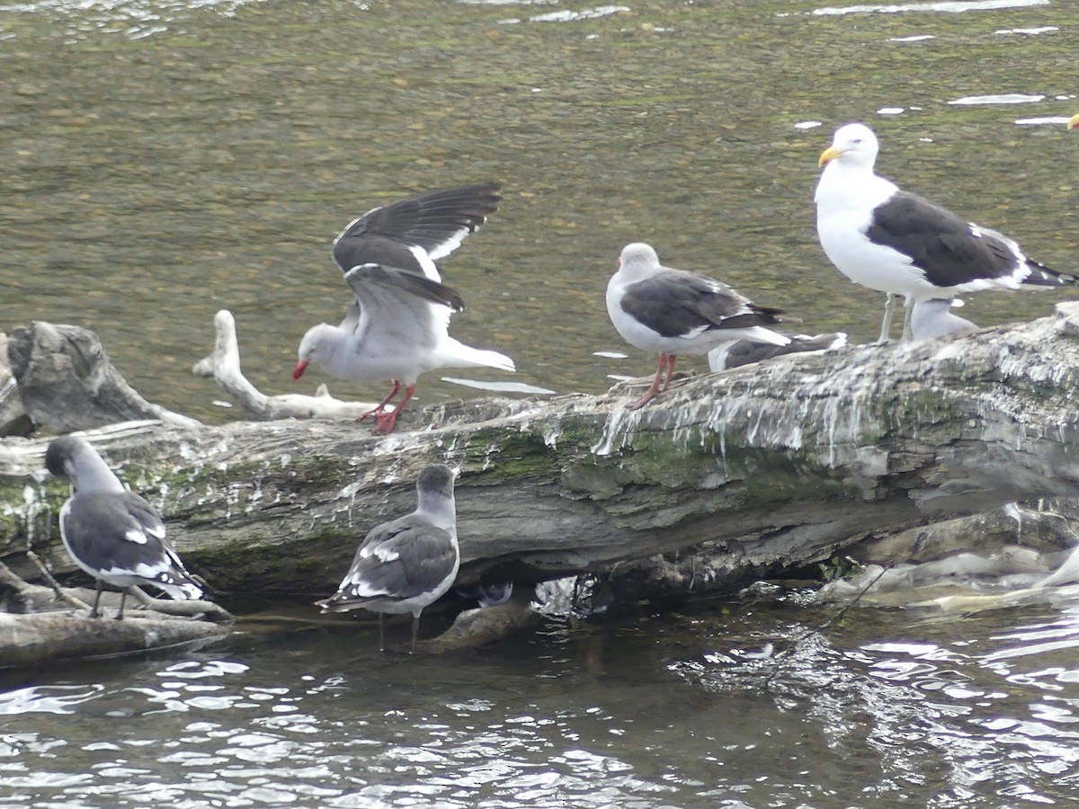 Dolphin Gull - Charles Duncan