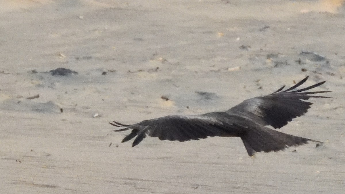 Black Kite (Yellow-billed) - ML615182773