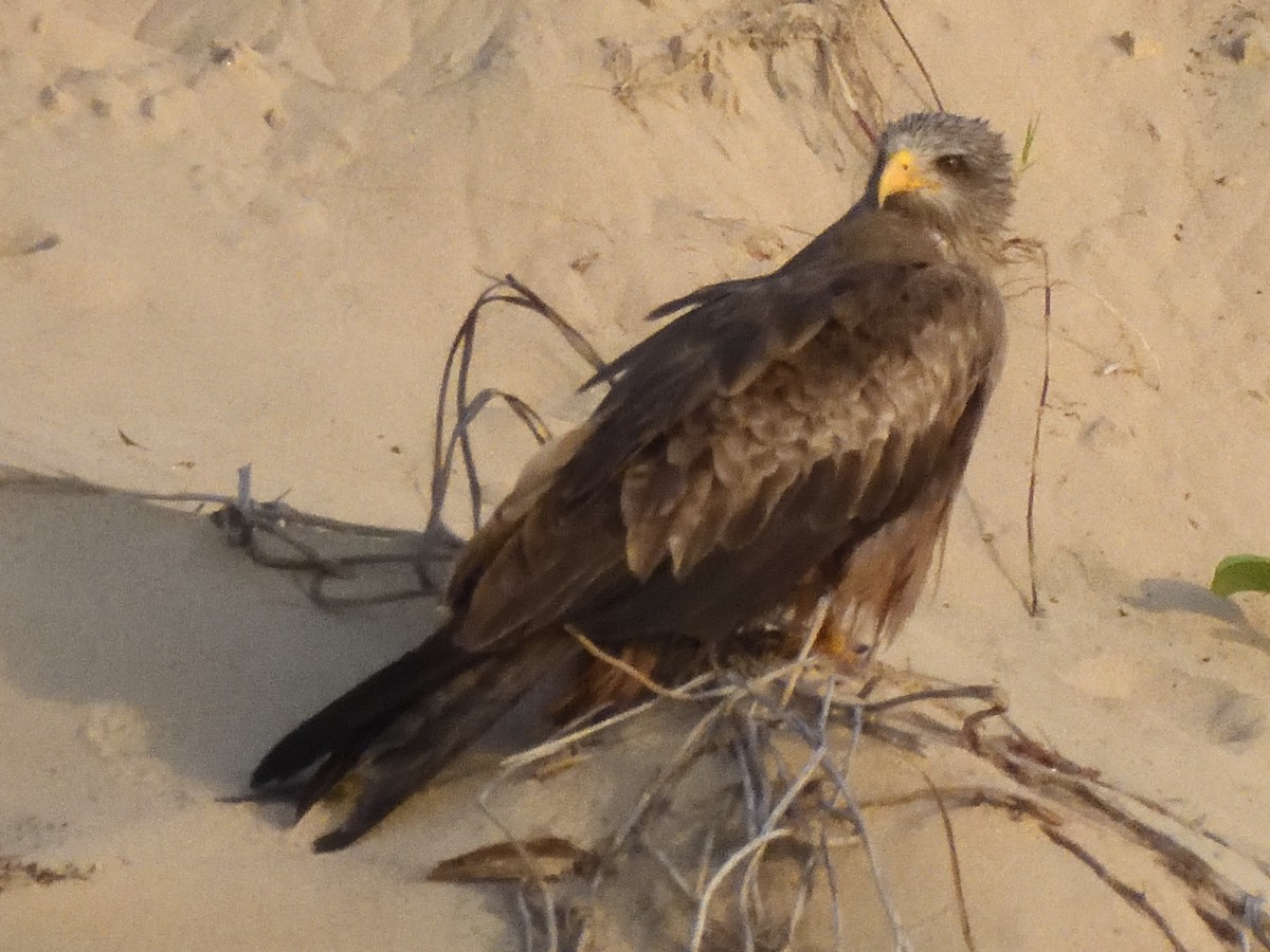 Black Kite (Yellow-billed) - ML615182774