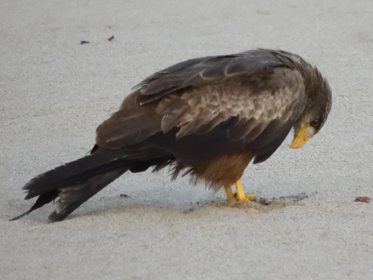 Black Kite (Yellow-billed) - ML615182775