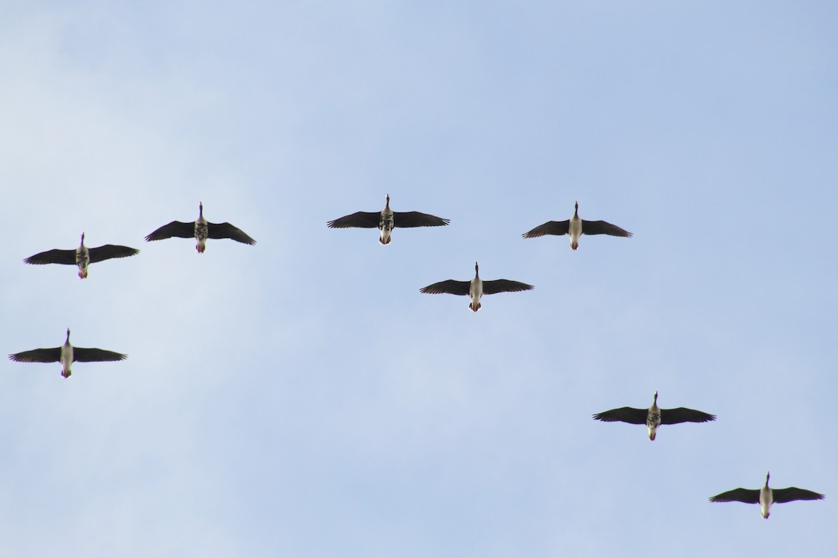 Greater White-fronted Goose - Jared Peck