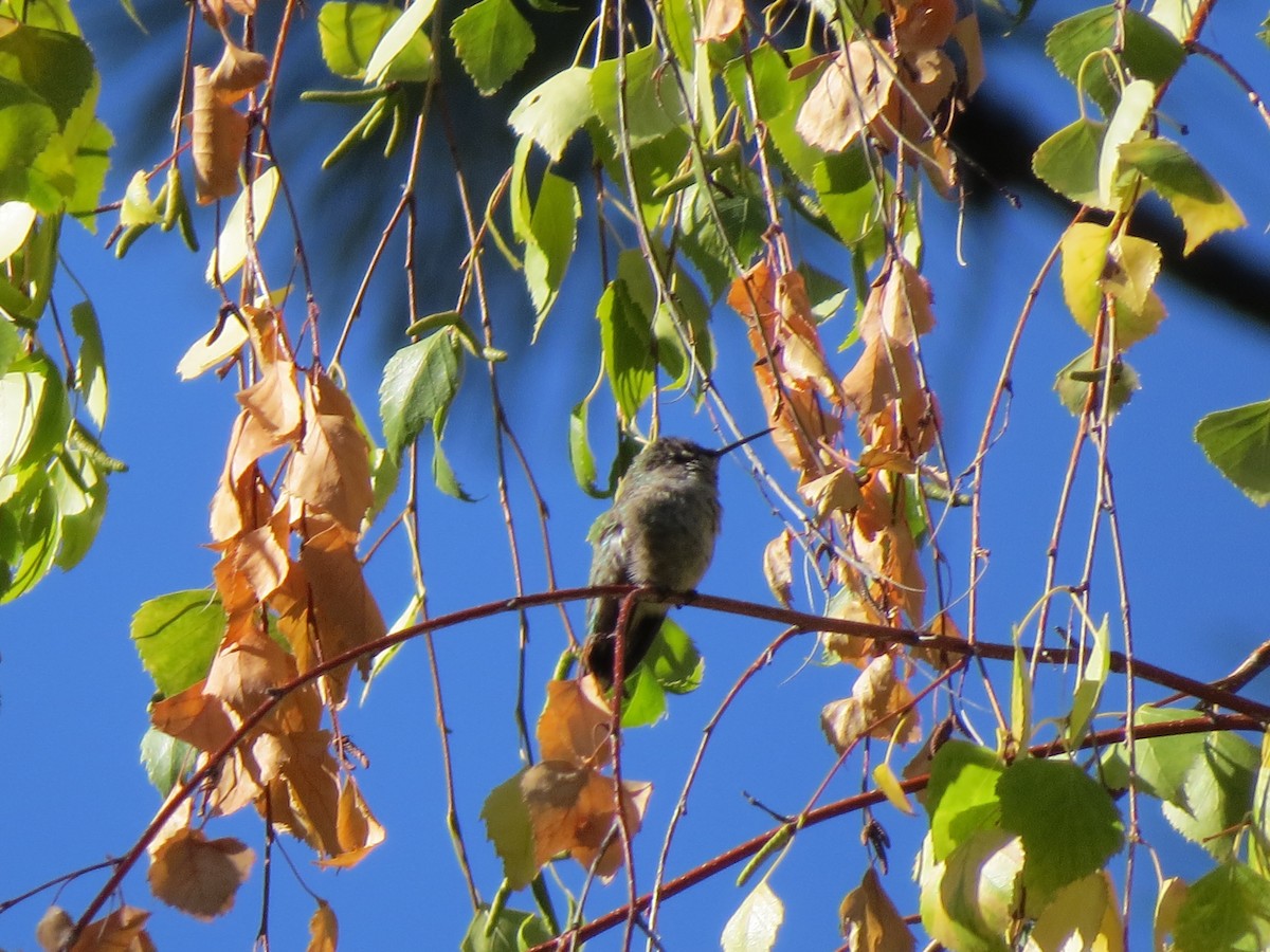 Anna's Hummingbird - ML615182804