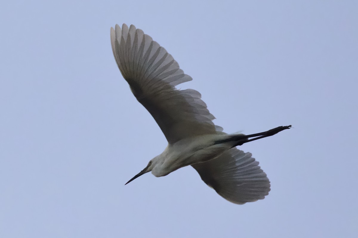 Little Egret - ML615182821