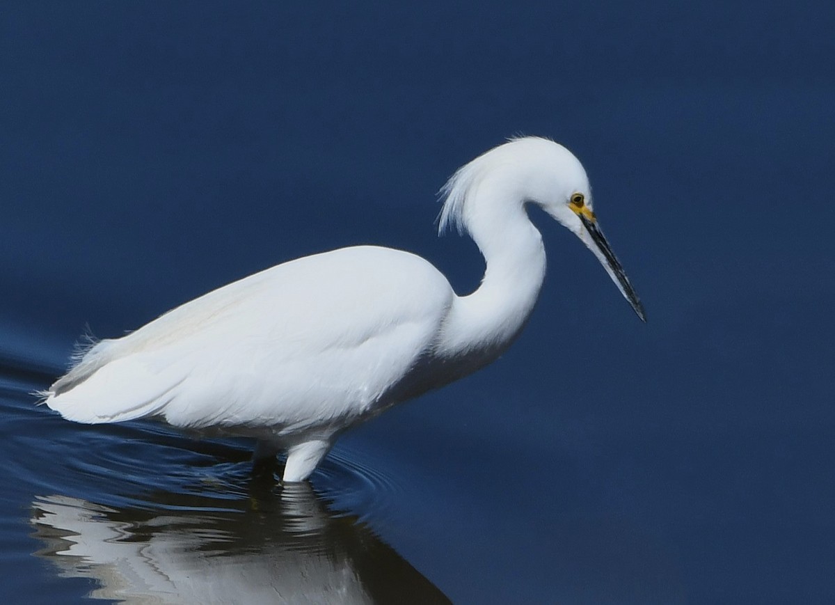 Snowy Egret - ML615182829