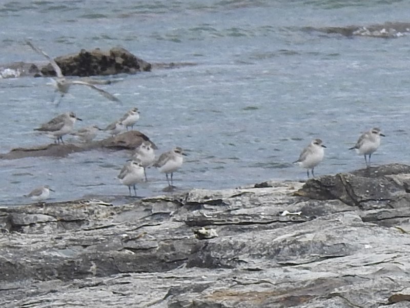 Siberian Sand-Plover - ML615182847