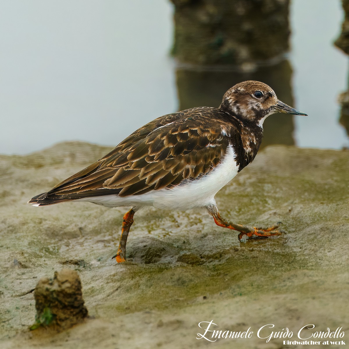 Ruddy Turnstone - ML615182849