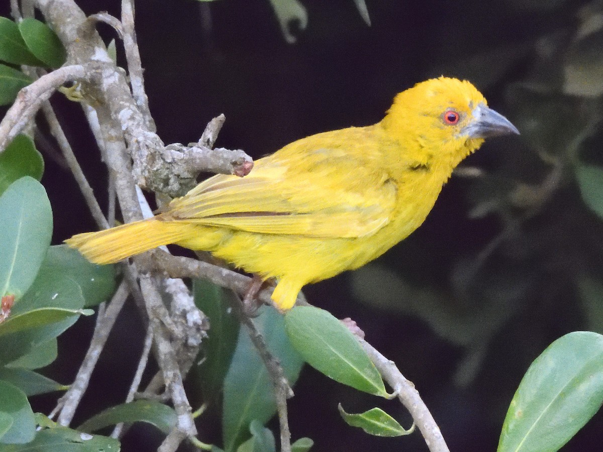 African Golden-Weaver - ML615182989