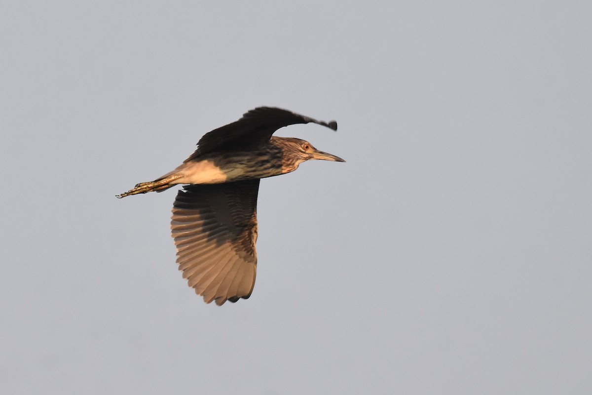Black-crowned Night Heron - ML615183086