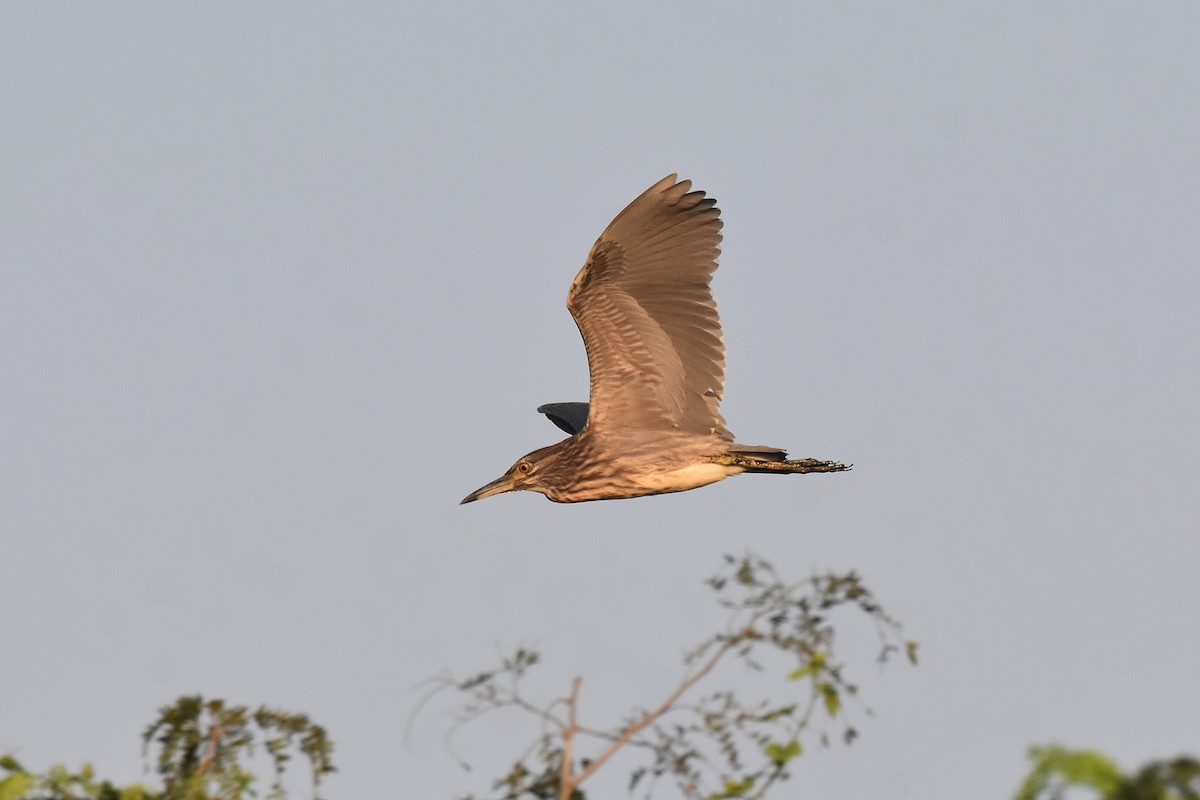 Black-crowned Night Heron - ML615183087