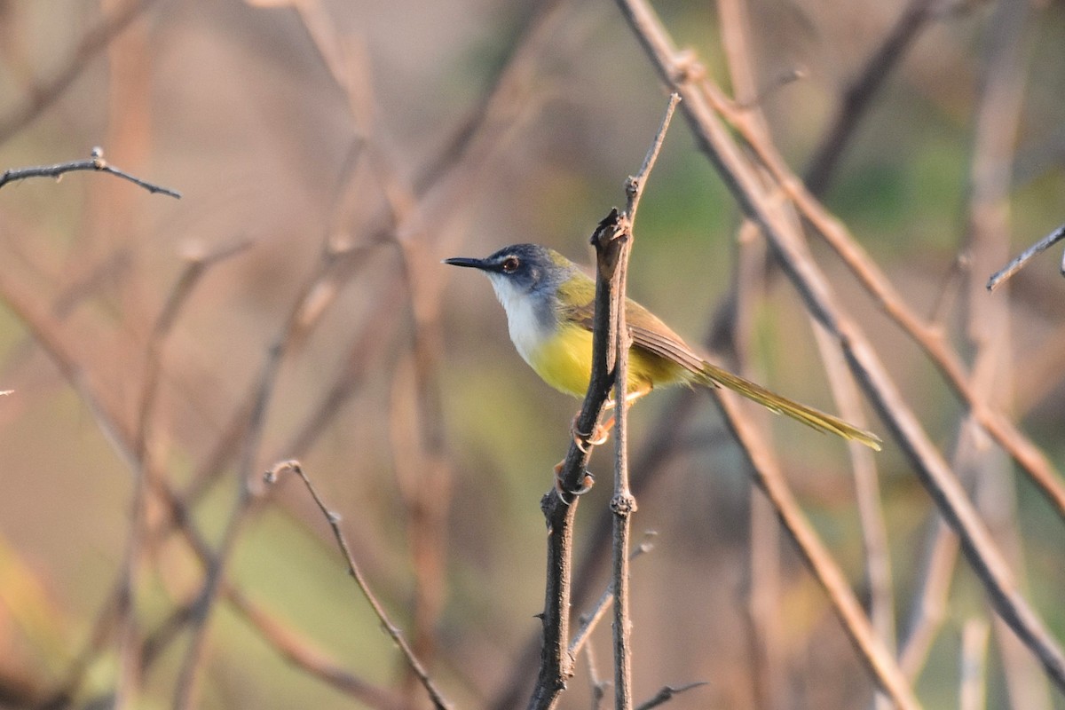 Yellow-bellied Prinia - Lukasz Pulawski