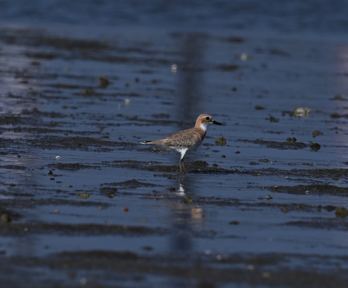 Greater Sand-Plover - David Darrell-Lambert