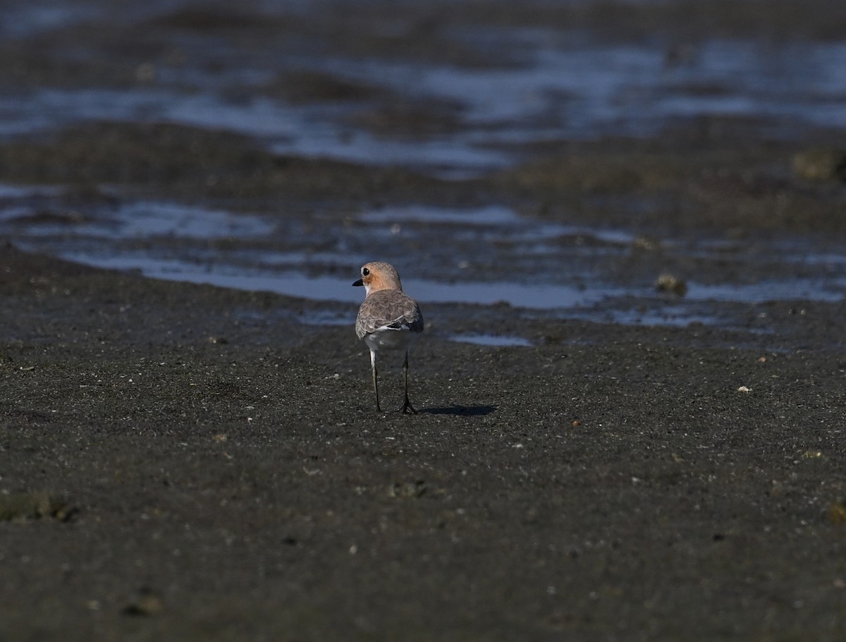 Greater Sand-Plover - David Darrell-Lambert