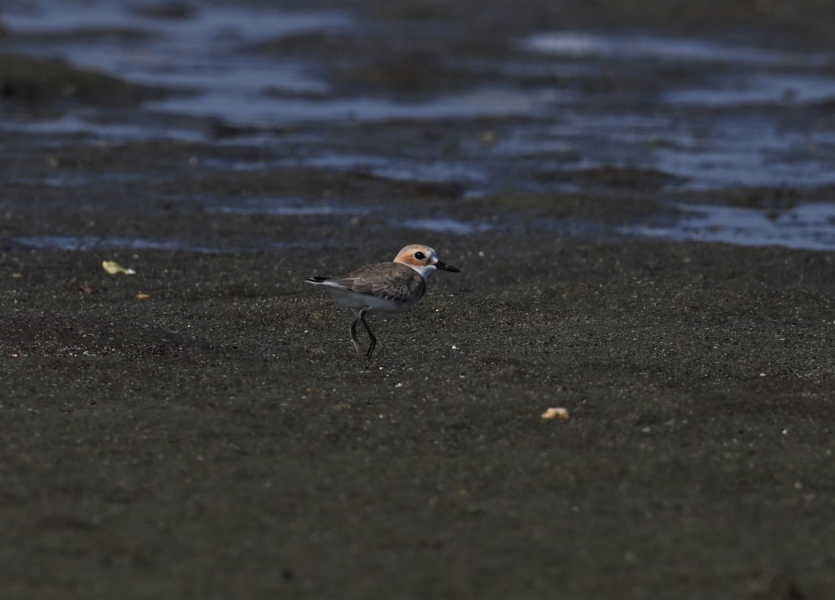 Greater Sand-Plover - David Darrell-Lambert