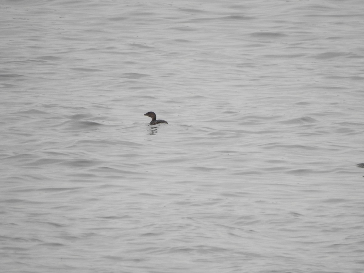 Pied-billed Grebe - ML615183196