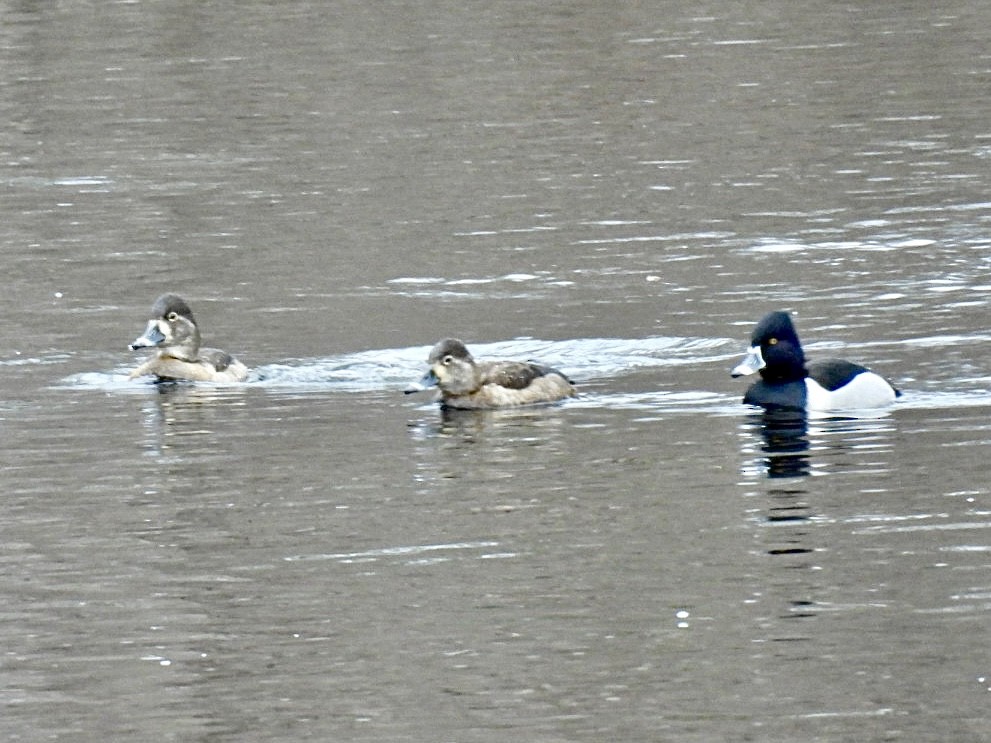 Ring-necked Duck - ML615183250