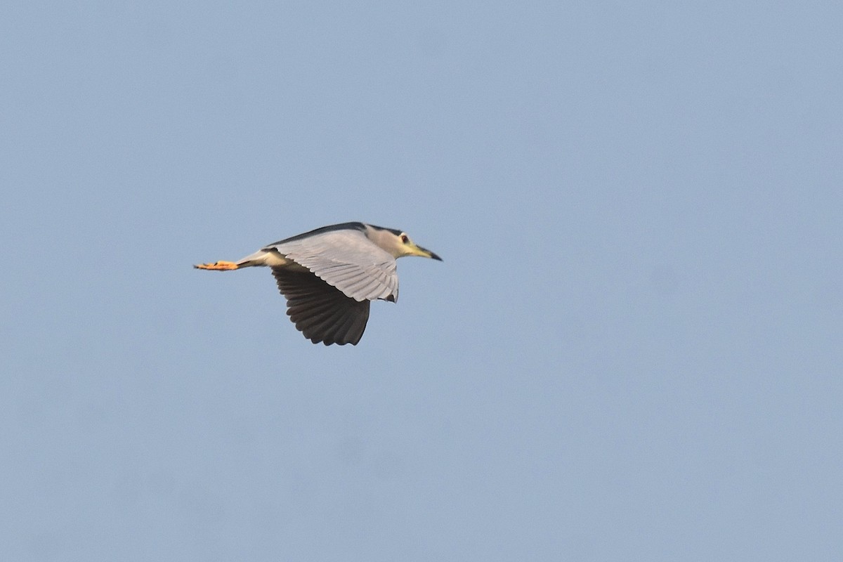 Black-crowned Night Heron - ML615183313