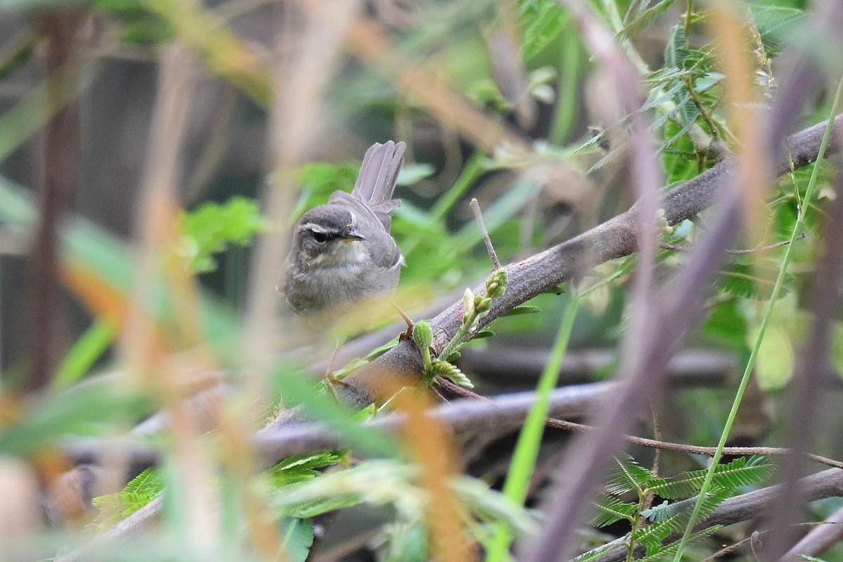 Dusky Warbler - ML615183334