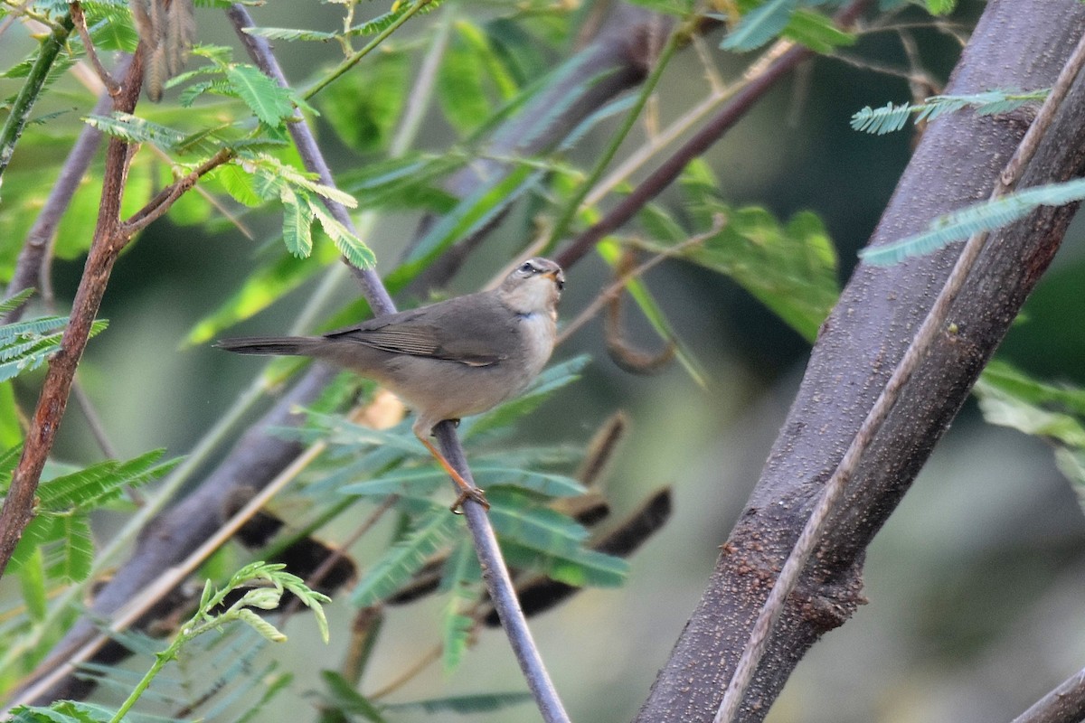 Dusky Warbler - ML615183336