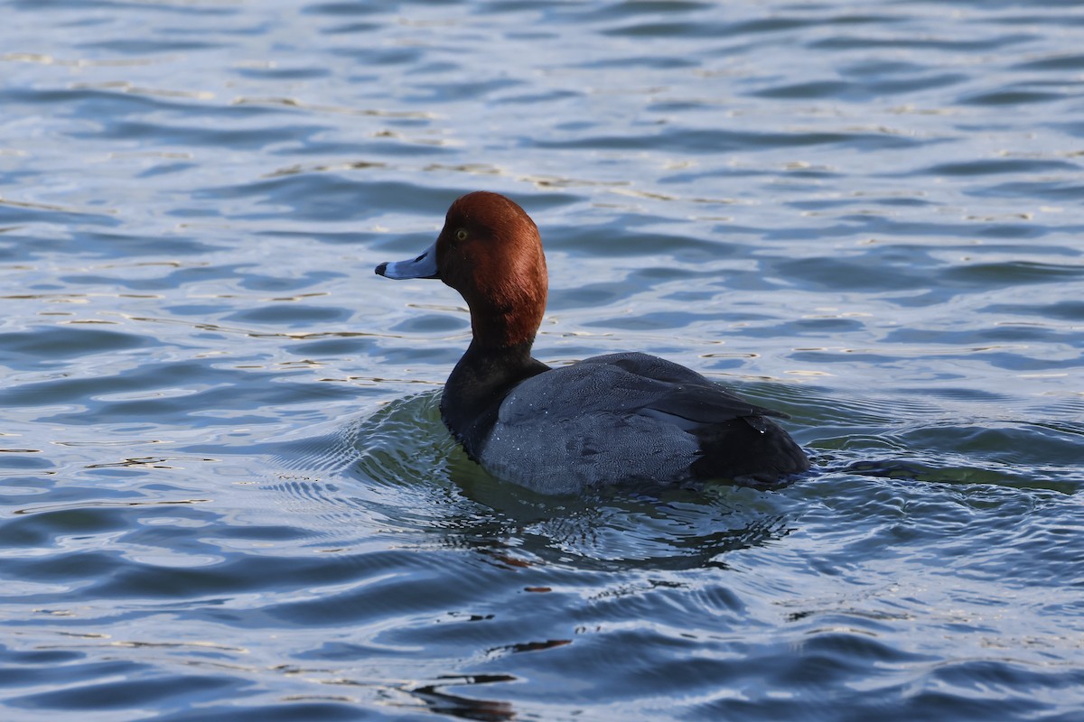 Redhead - ML615183359