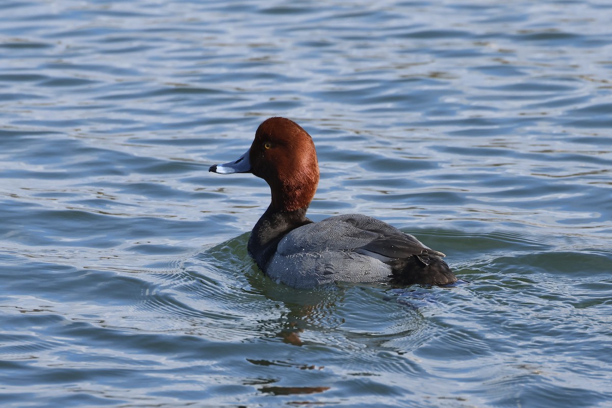 Redhead - ML615183370