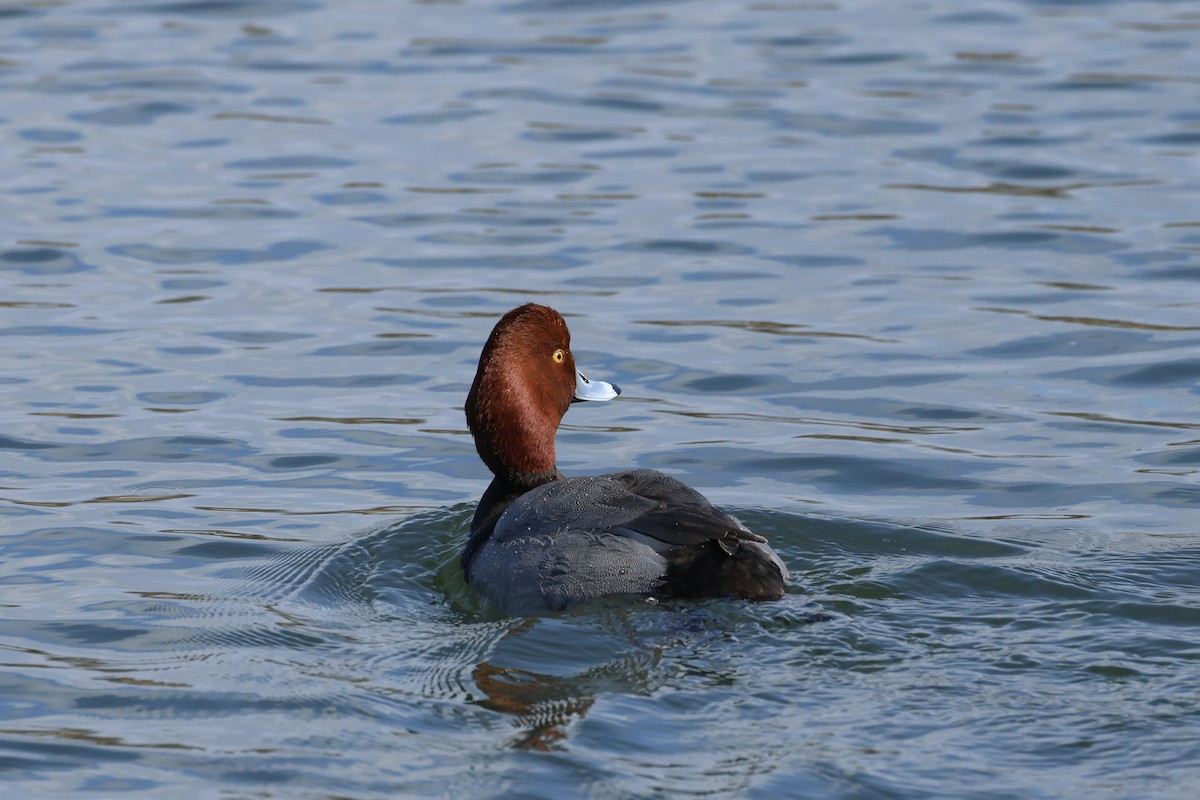 Redhead - ML615183372