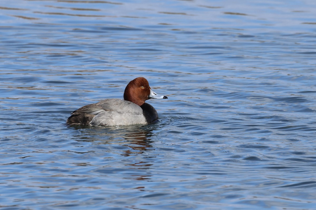 Redhead - ML615183373