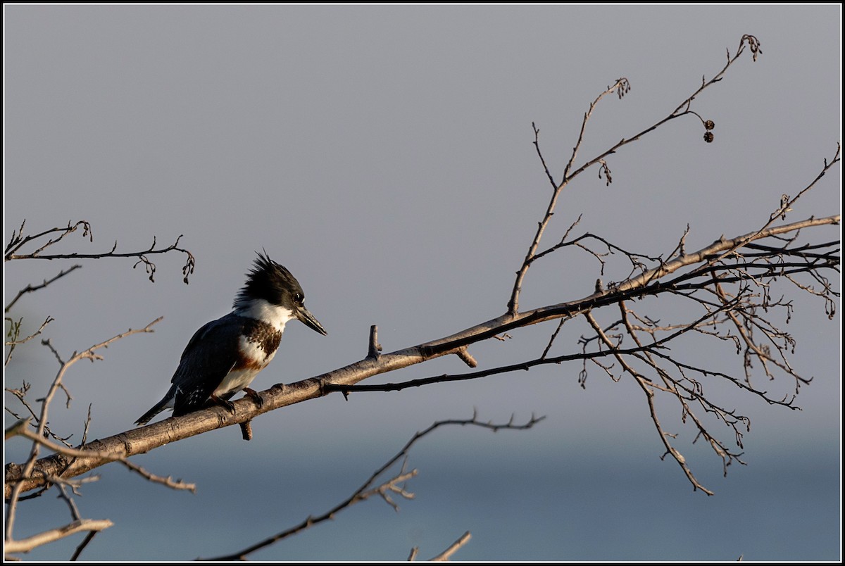 Belted Kingfisher - ML615183380