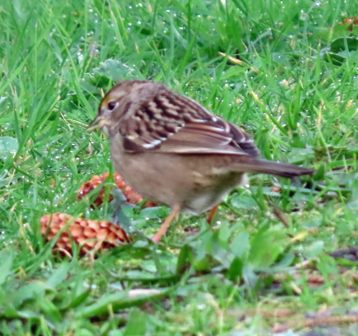 Golden-crowned Sparrow - ML615183466