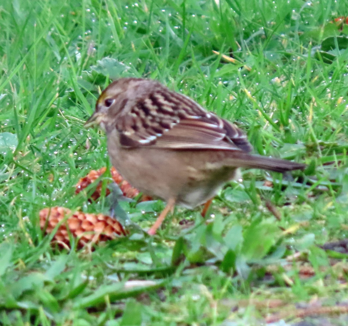 Bruant à couronne dorée - ML615183466