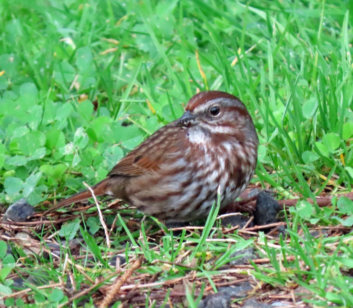 Song Sparrow - ML615183471