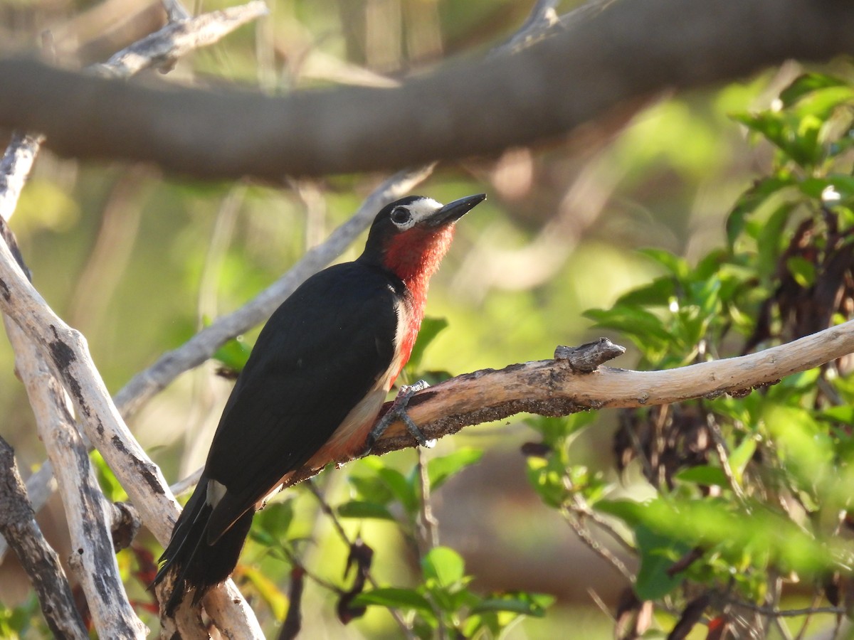 Puerto Rican Woodpecker - Brad Smith