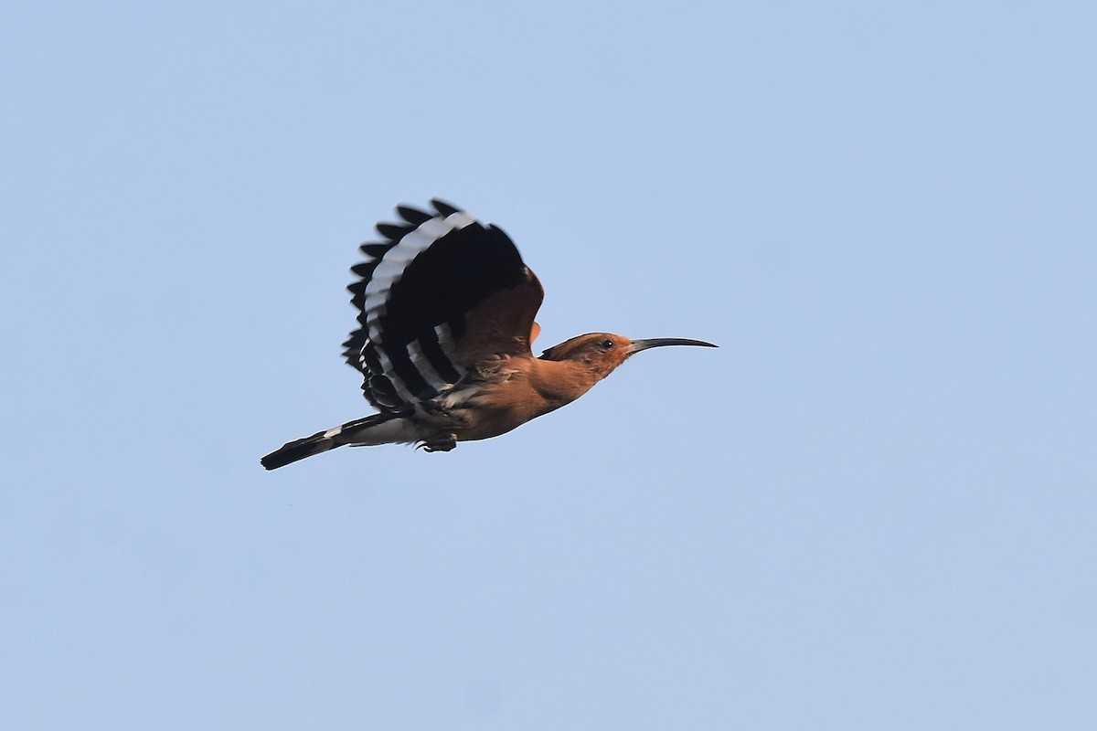 Eurasian Hoopoe - ML615183548