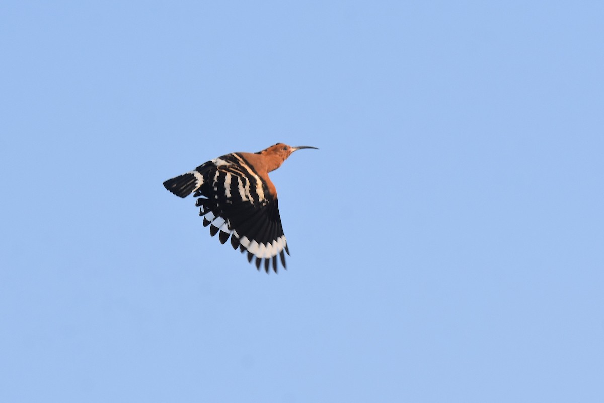 Eurasian Hoopoe - ML615183549