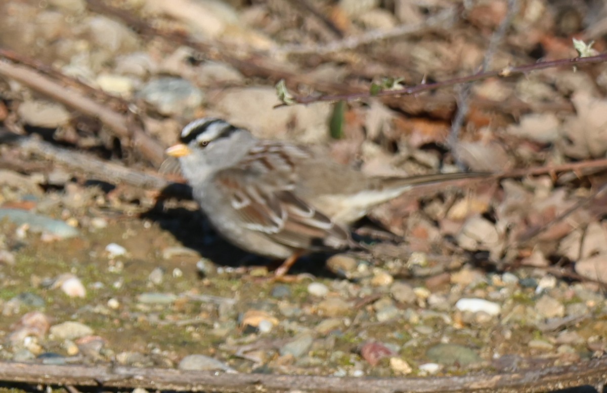 White-crowned Sparrow - Vince Folsom