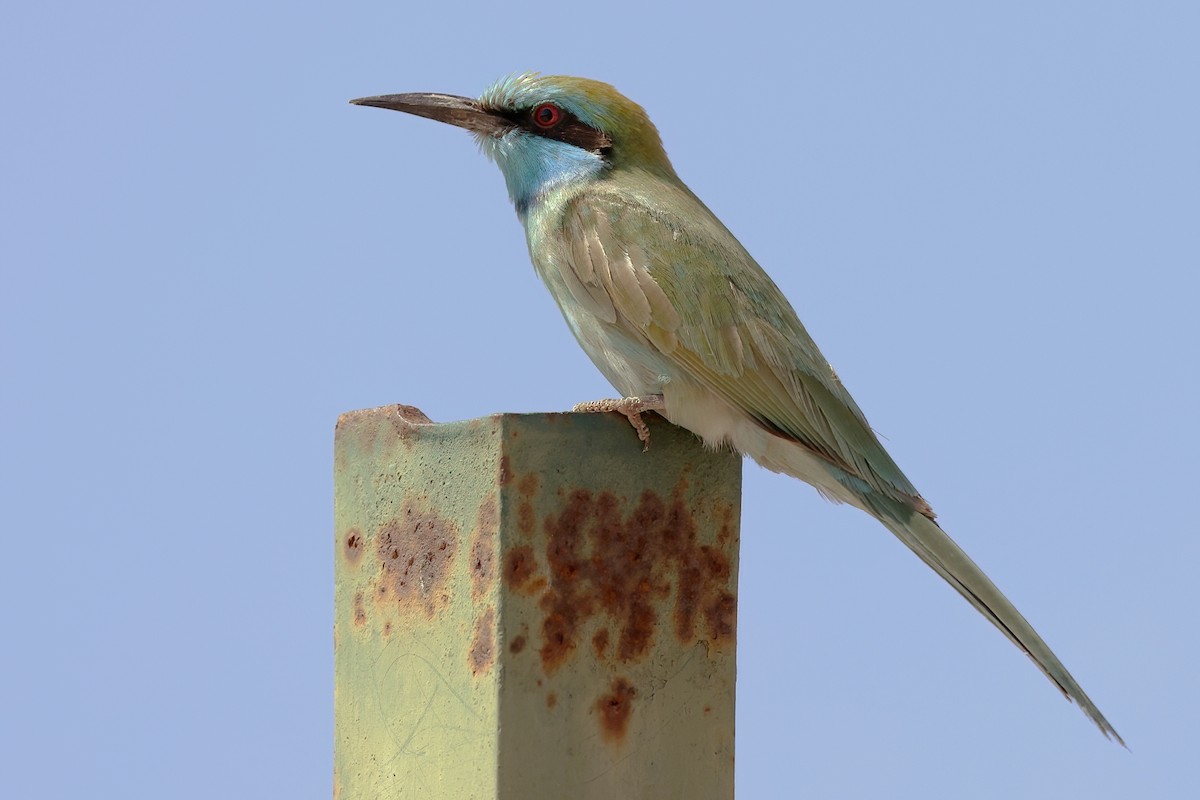 Arabian Green Bee-eater - ML615183589