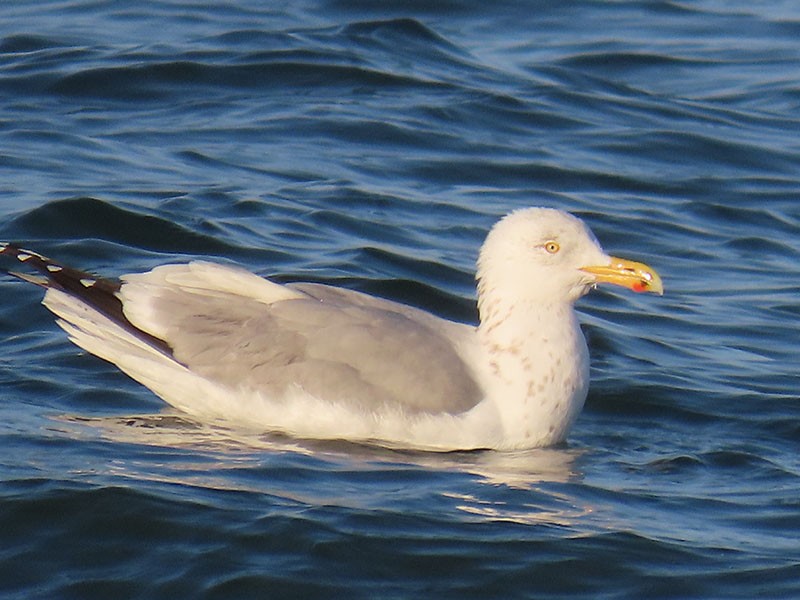 Gaviota Argéntea (americana) - ML615183591