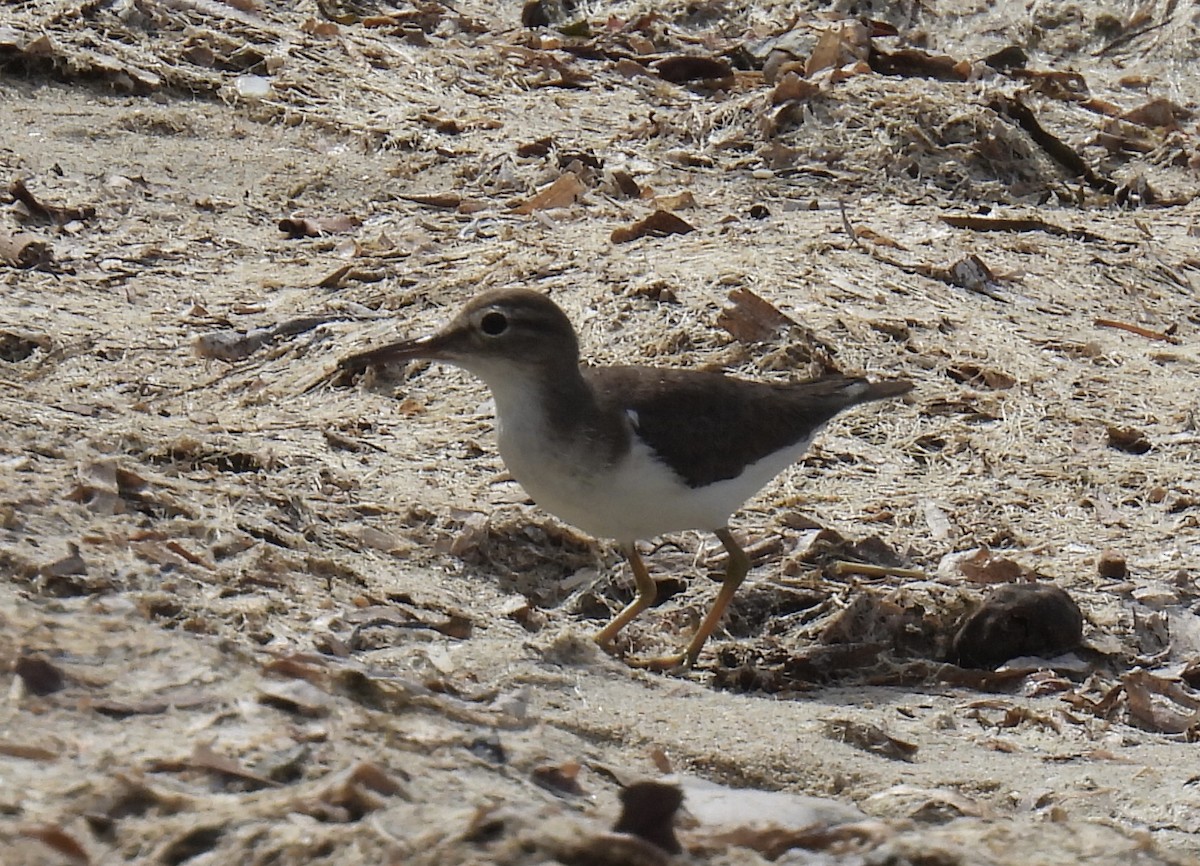 Spotted Sandpiper - ML615183748