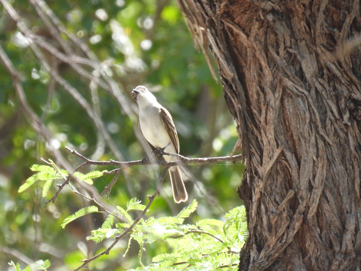 Caribbean Elaenia - ML615183810