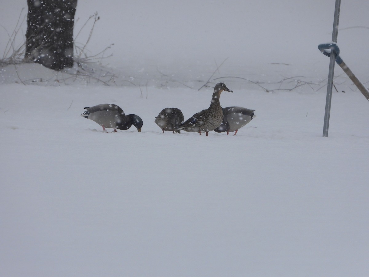 Mallard - Serge Benoit