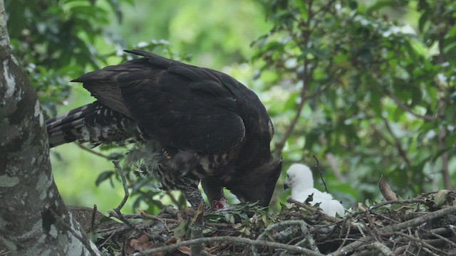 Crowned Eagle - ML615183873