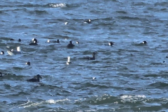 White-winged Scoter - ML615183921