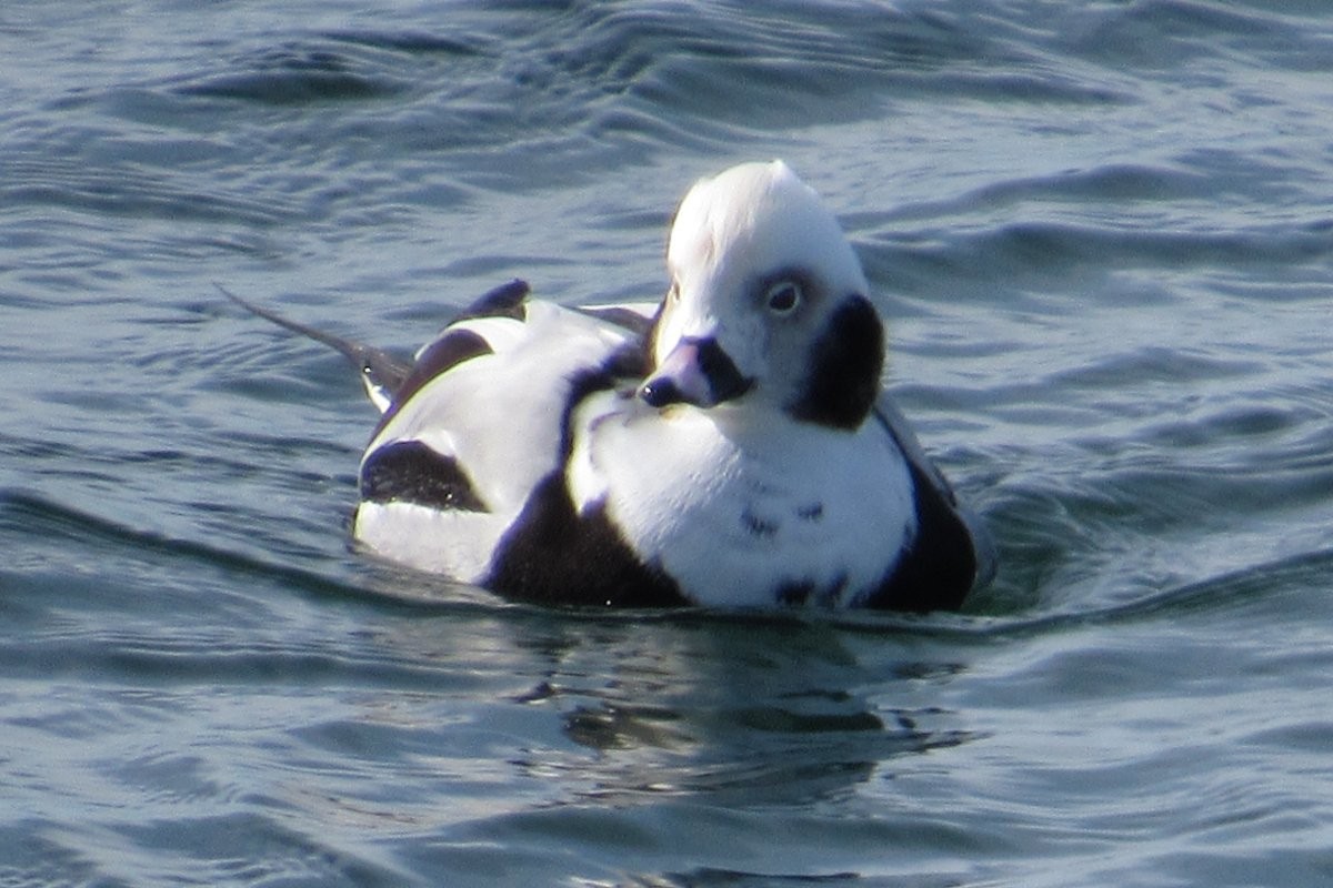 Long-tailed Duck - Larry Neily
