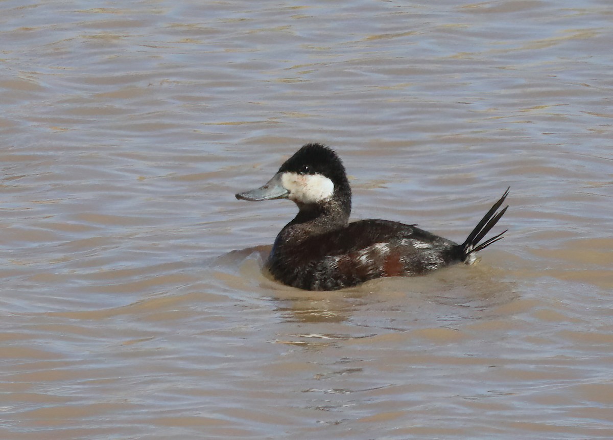 Ruddy Duck - ML615183962