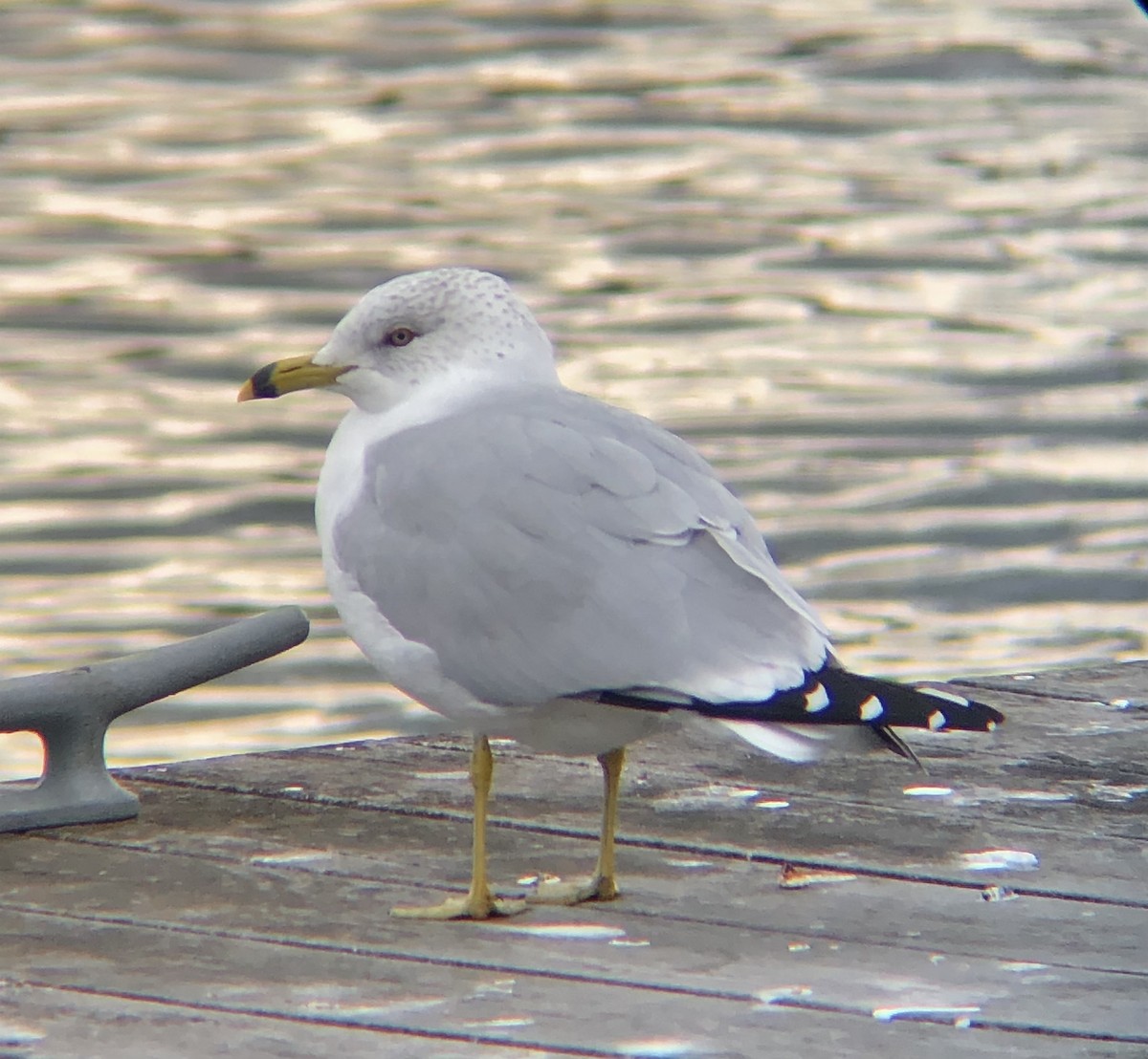 Ring-billed Gull - ML615184001