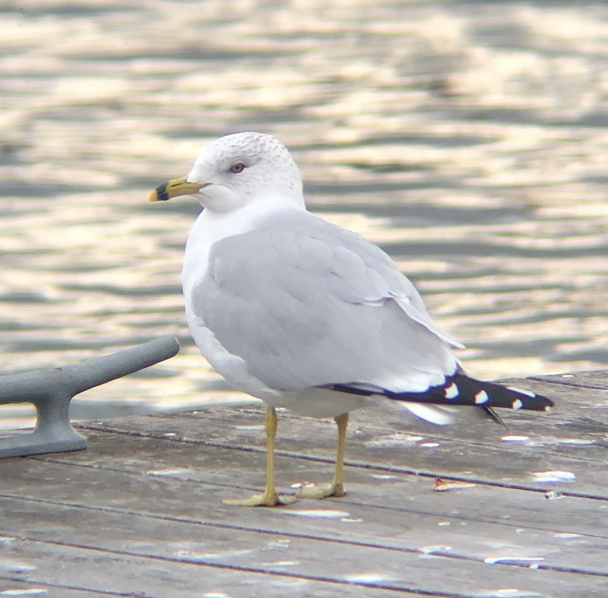 Ring-billed Gull - ML615184002