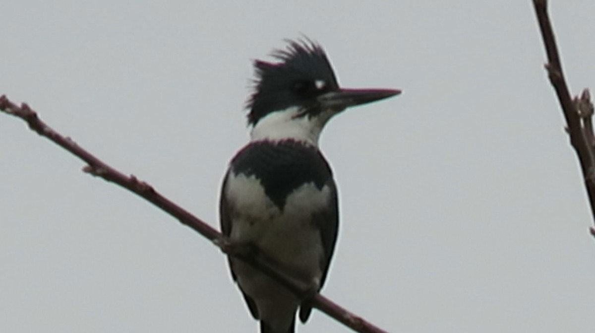 Belted Kingfisher - Robert Pettigrew