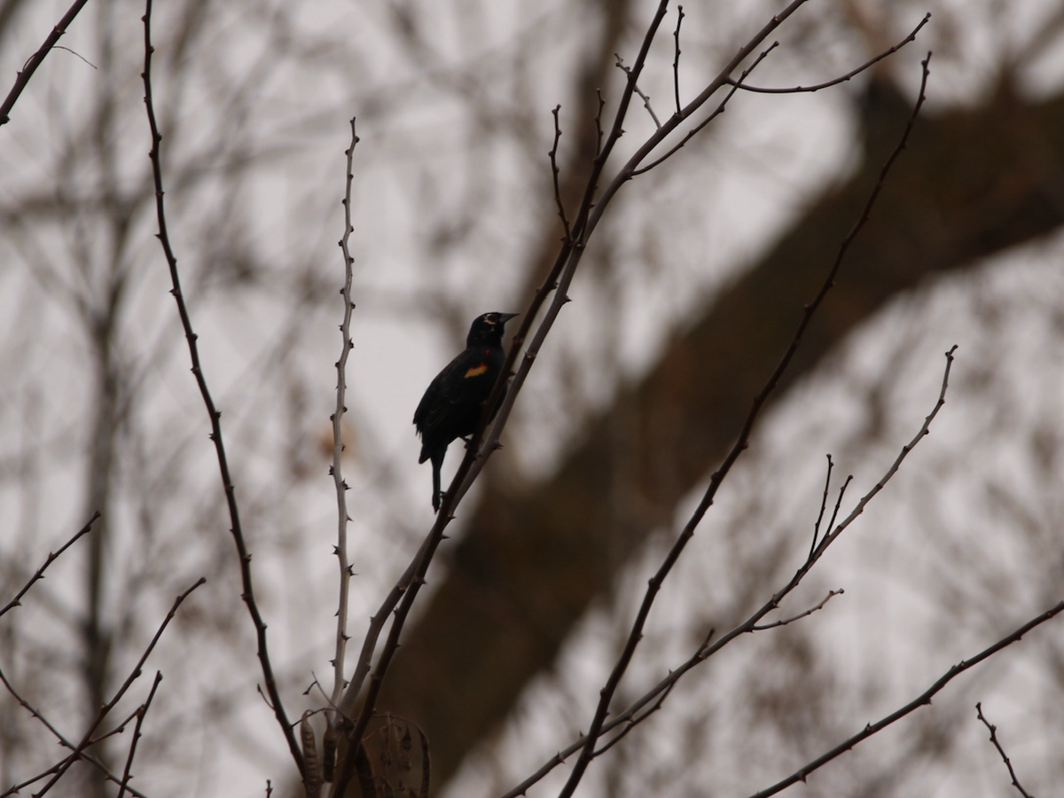 Red-winged Blackbird (Red-winged) - Robert Pettigrew