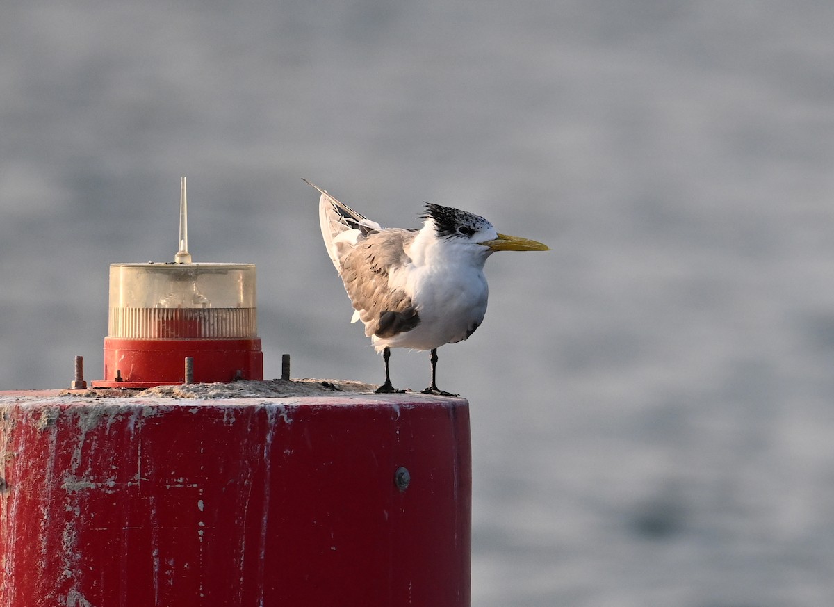 Great Crested Tern - ML615184167